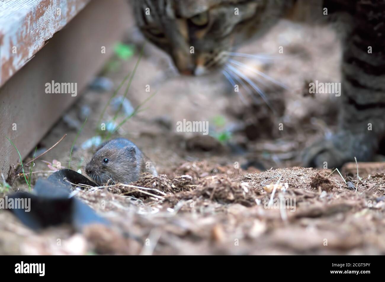 A Townsend`s Vole being watched by a Mackerel tabby cat. Stock Photo